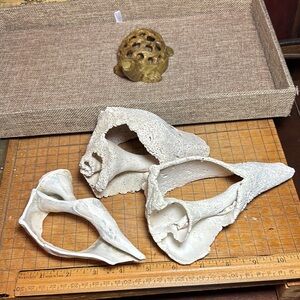 Heavily Weathered Sea Shells Decor Natural White Sculptural Organic 1lb 2oz